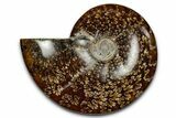 Polished Ammonite (Cleoniceras) Fossil - Madagascar #339163-1